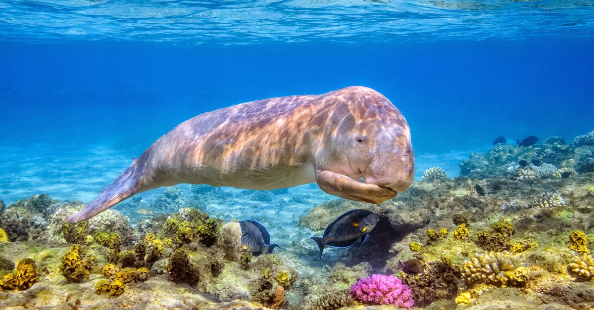 especies peligro extincion