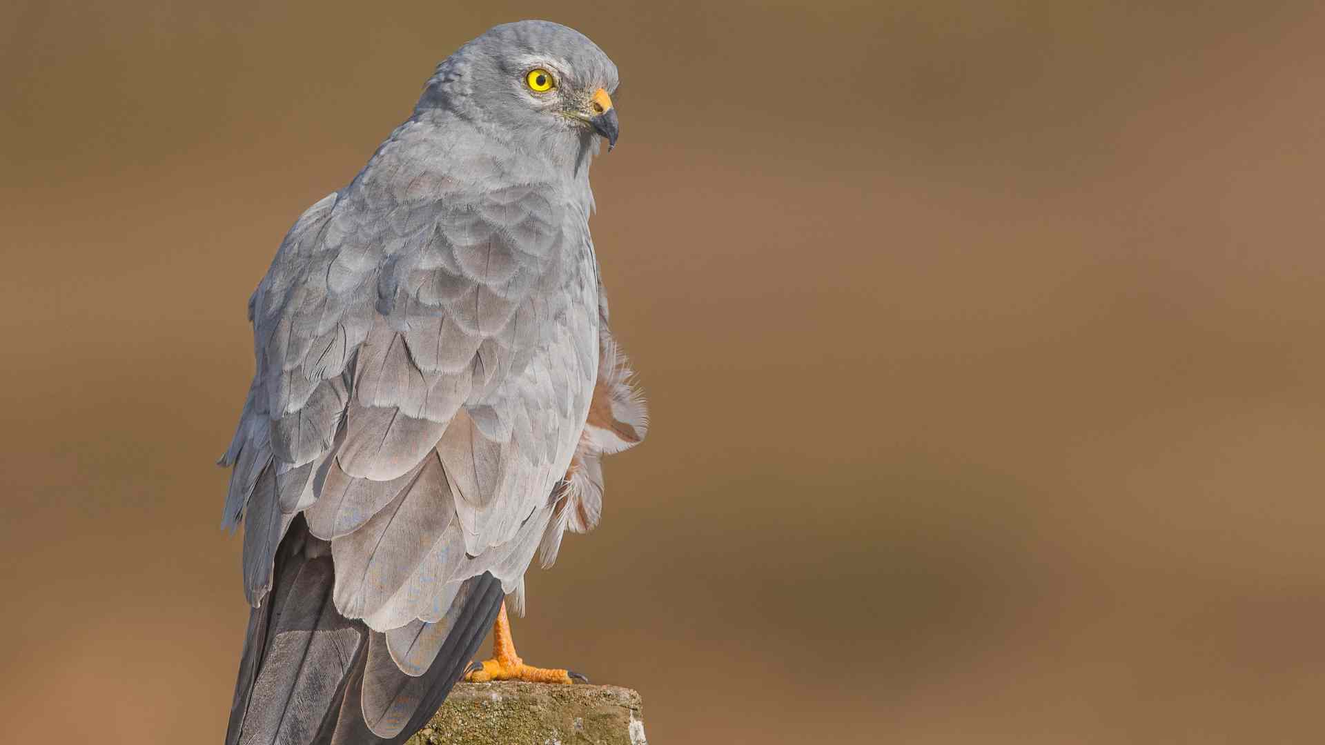 aguilucho cenizo ave del año 2023