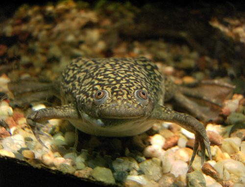 La rana de uñas africana, una amenaza para los anfibios españoles.