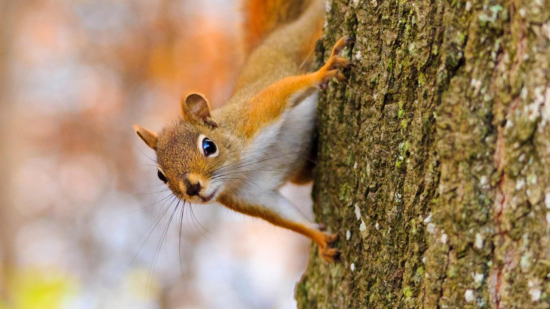 Agenda de Ocio Ambiental Septiembre