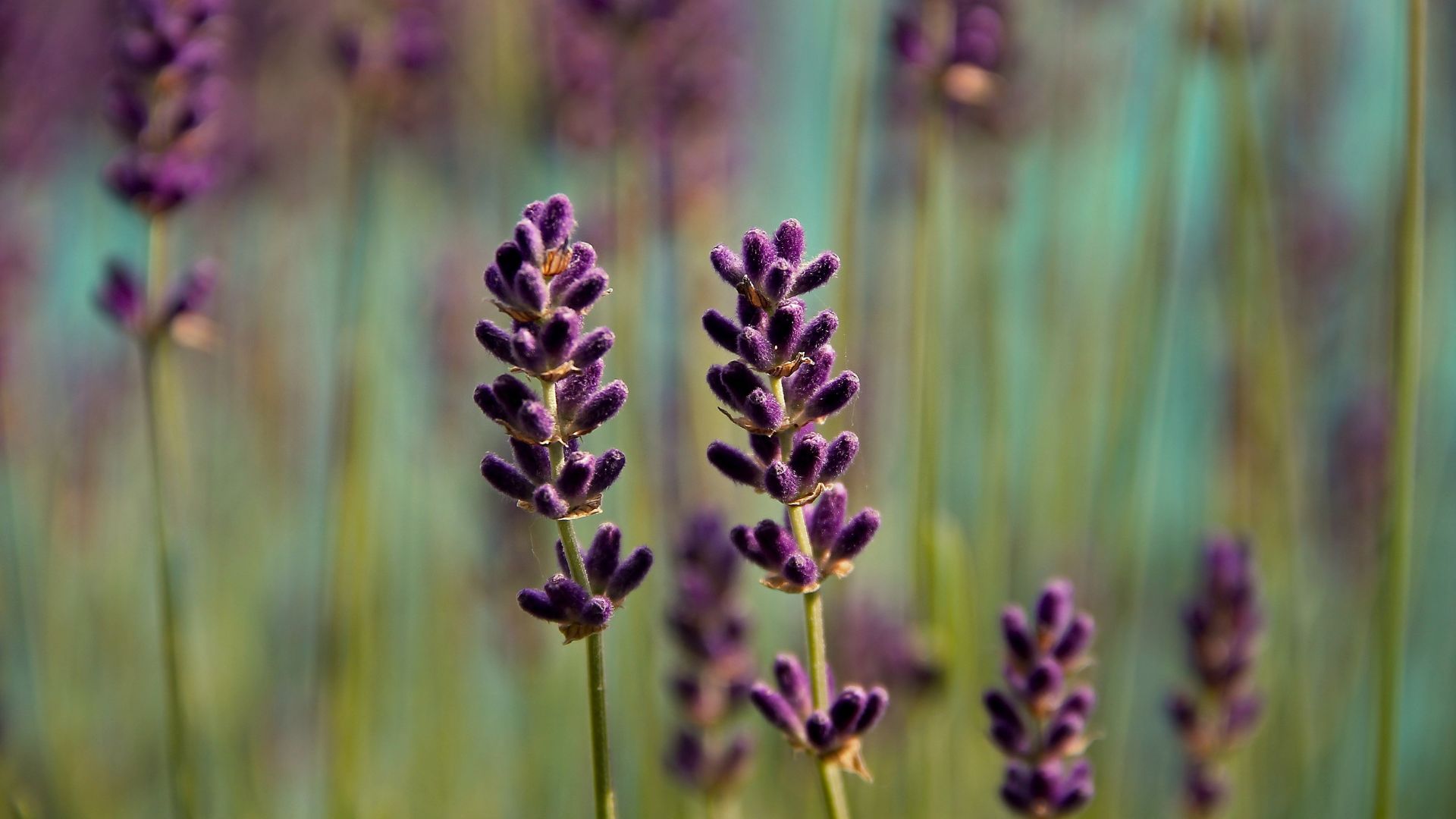 agenda de ocio ambiental junio