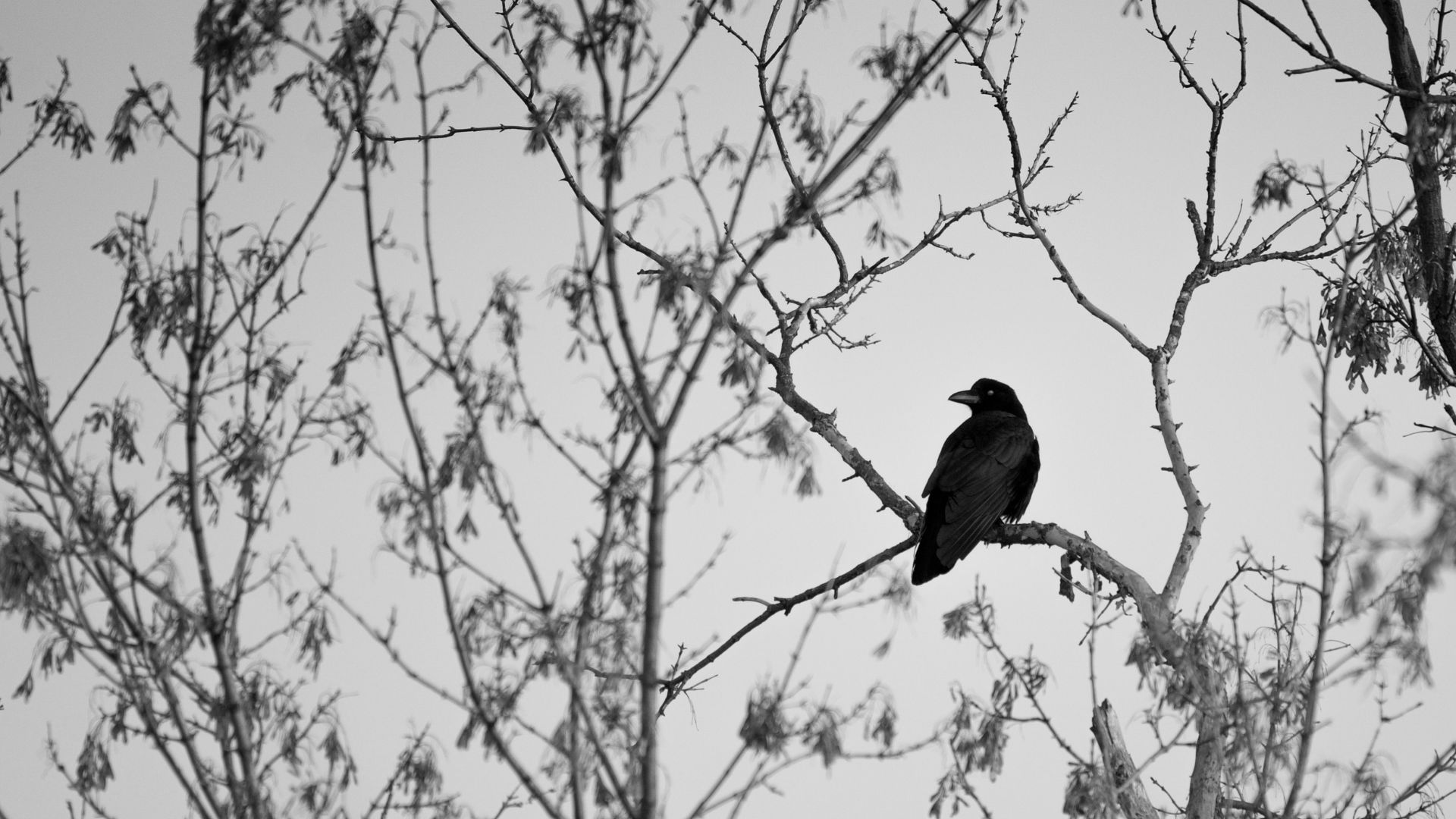 nidos residuos plasticos