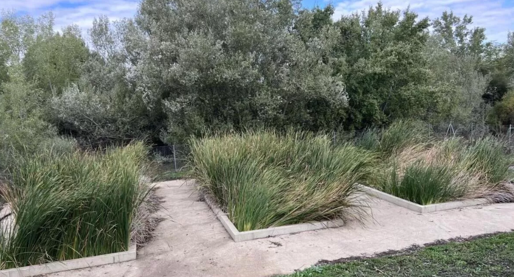 proyecto eliminar residuos farmacéuticos del agua