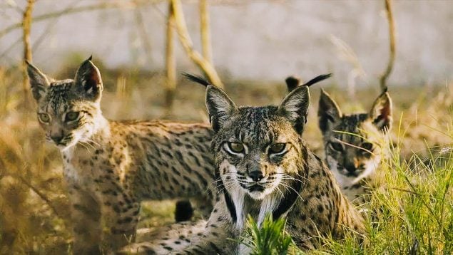 nuevos cachorros lince iberico almeria