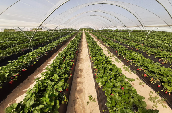 renaturalización de cultivos en el entorno de Doñana