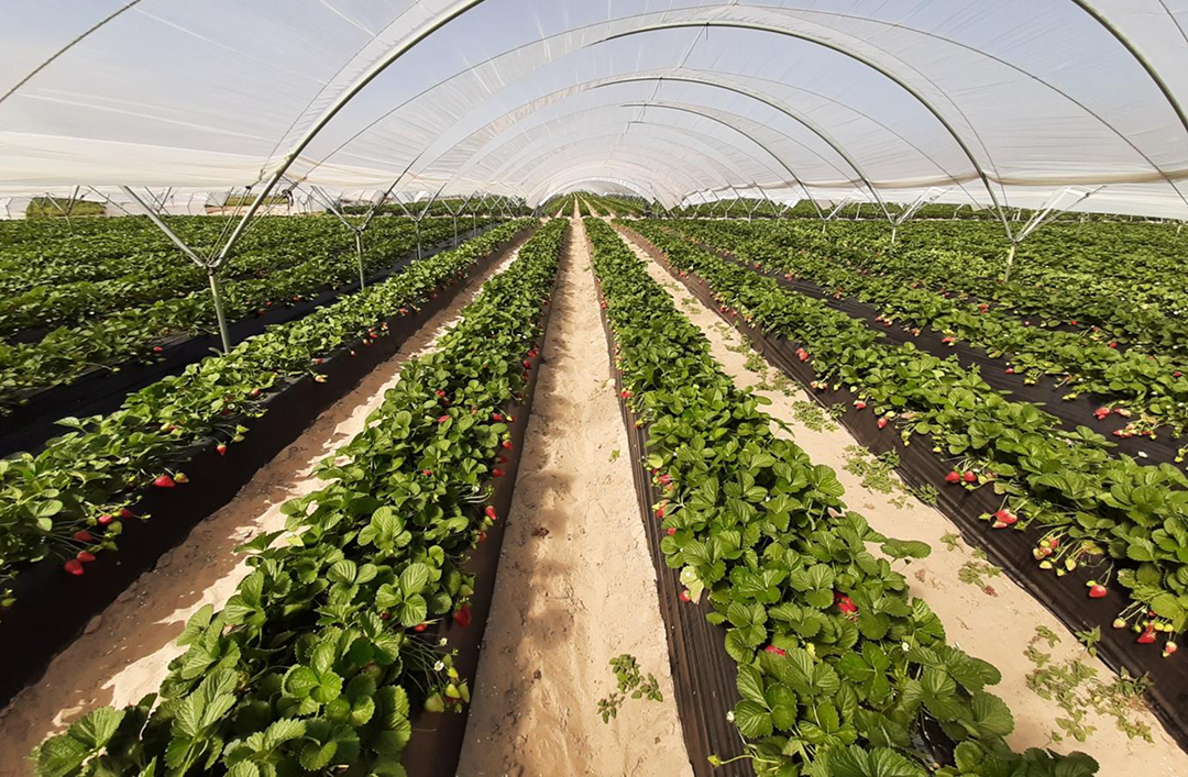 renaturalización de cultivos en el entorno de Doñana