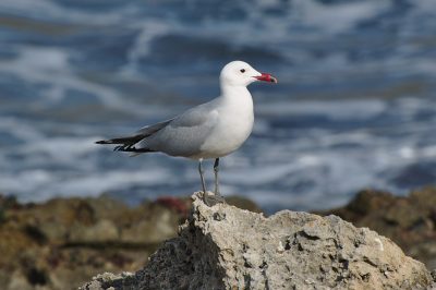Archipiélago de Cabrera Gaviota de Audouin