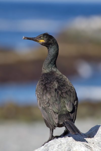  Cormorán moñudo Parque Nacional Islas Atlánticas