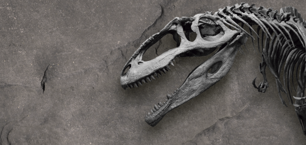 actividades ambientales navidad 2026