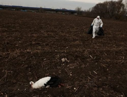 Gripe aviar y poblaciones naturales: un nuevo desafío para la avifauna