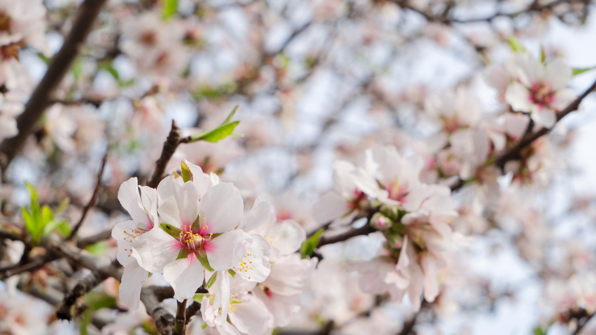 Agenda de Ocio 27-1 de Marzo