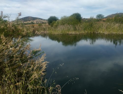Día de los Humedales: Buenas prácticas en la restauración de graveras y canteras