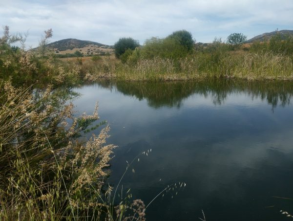 Día de los Humedales - El Charco del Tamujo