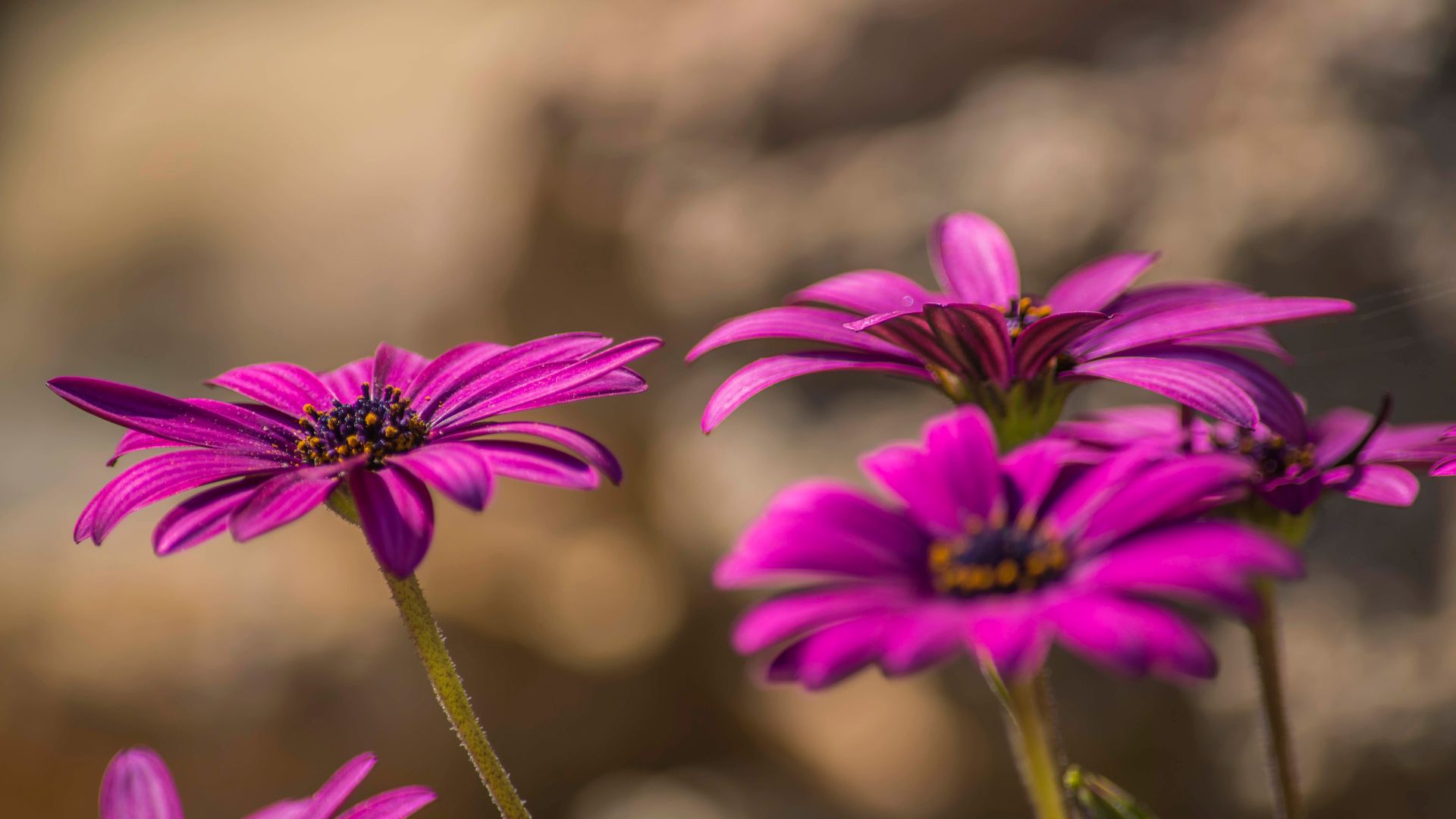 puente de mayo actividades