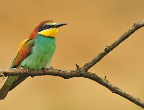 Red Natura 2000 en España: espacios protegidos, biodiversidad y desafíos actuales