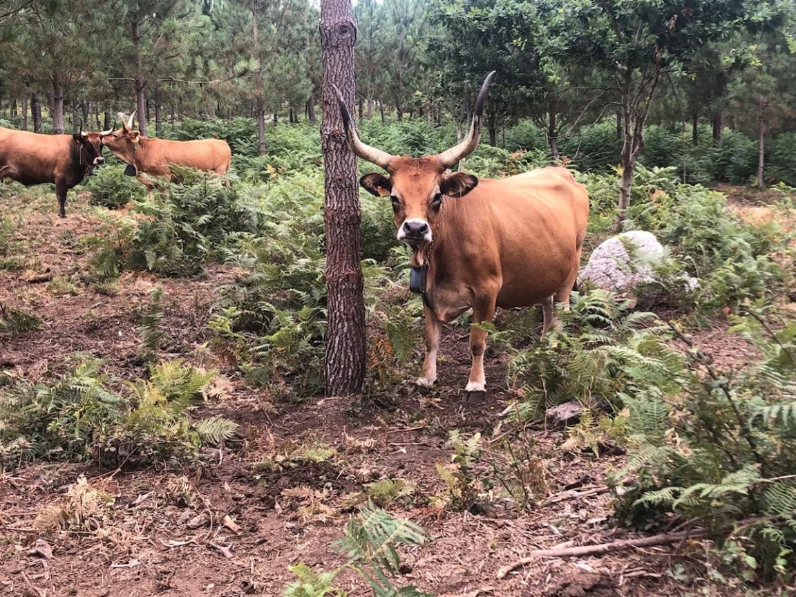 Vacas cachenas en el monte vecinal de Vincios